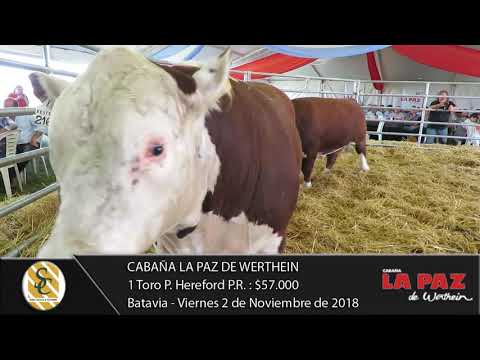 02-11-18 Venta de Toros P. Hereford P.R. - Cabaña La Paz de Werthein - Batavia