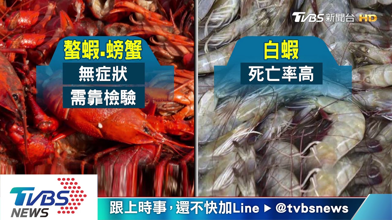 「十足目虹彩病毒」入侵　台4蝦場確診撲殺