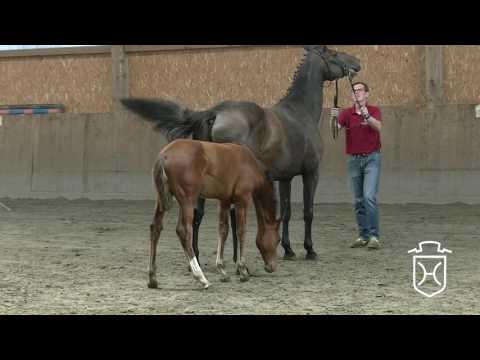 A132 Hengstfohlen von Casall - Canturo - Acorado