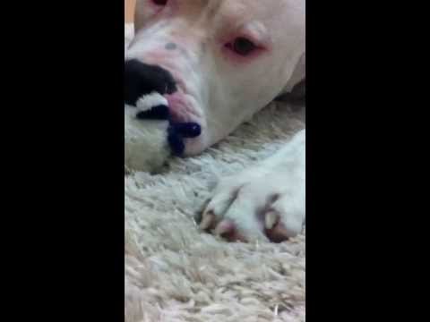 JOKER_M - DOGO ARGENTİNO