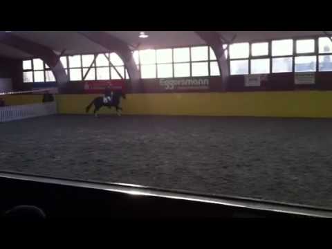 Decurio Hengst von Desperados mal Rotspon