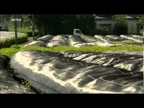 Kyuchu - Wo Japans grüner Tee wächst