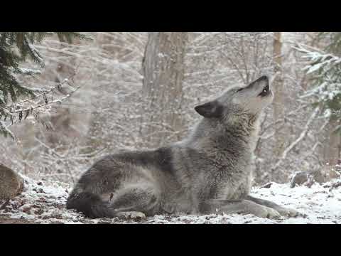Wolf's Sweet Voice Inspires 50 Wolves to Howl