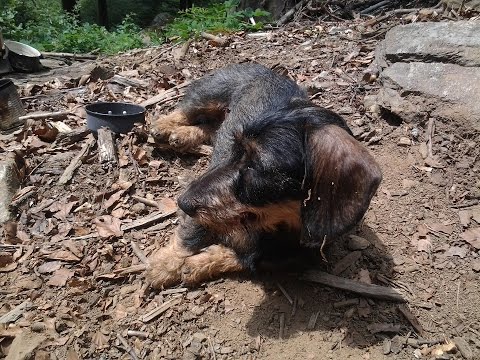 JAGDHUND VRONI DIE AUSBILDUNG TEIL 1