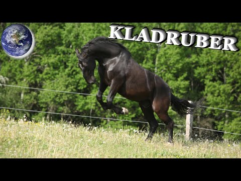 , title : 'TOP Beautiful Kladruby Horse in the World!'