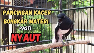 Download lagu π΄Kacer bongkar isian Tengkek Buto dan LoveBird, cocok buat pancingan Kacer lain.. mp3 Download lagu π΄Kacer bongkar isian Tengkek Buto dan LoveBird, cocok buat pancingan Kacer lain.. mp3