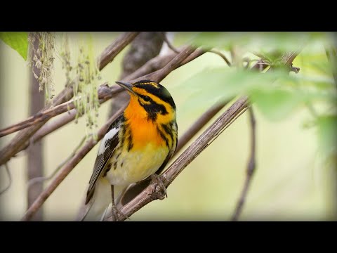 Horárik jedľovcový (Setophaga fusca) — spev a hlas v prírode