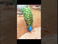 Beautiful Peacock With Beautiful Dance Motivation Status Shortvideo Youtubeshorts Quotes