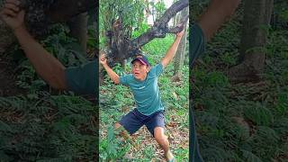 Download lagu Pakar burung viral, hiburan yang bikin orang tertawa terbahak-bahak  62 viral #funnyvideos #shorts #viral mp3