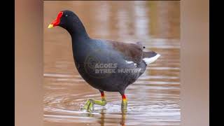 Download lagu suara pikat mandar jantan dan betina 100% langsung datang mp3