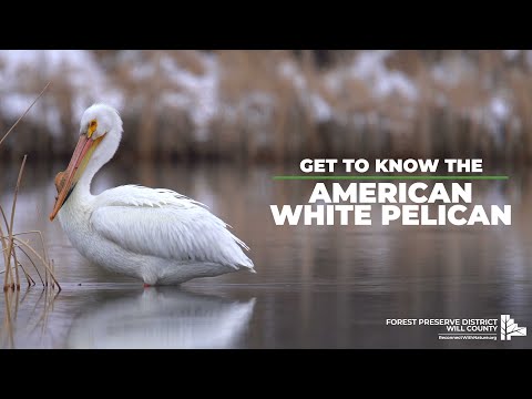 Get To Know The American White Pelican
