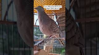 Download lagu Cara merawat perkutut agar rajin bunyi 💯💯💯gacor770. mp3 Download lagu Cara merawat perkutut agar rajin bunyi 💯💯💯gacor770. mp3