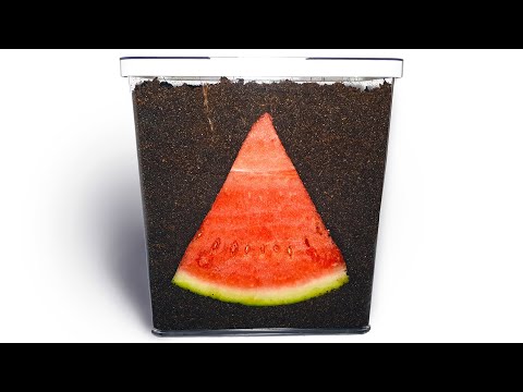 WATERMELON IN SOIL - Time Lapse [4K]