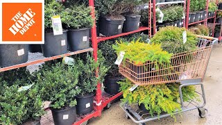Home Depot Inventory March 2023 Spring Blooming Shrubs, Evergreens, Flowering Trees, Boxwood
