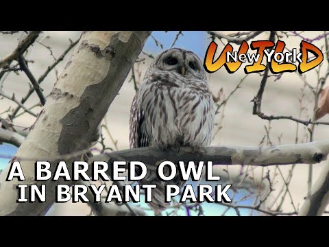 A Barred Owl in Bryant Park