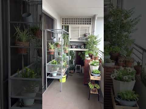 つる性植物 バルコニー 成長の早いスイカズラ