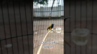 Download lagu Pancingan Sogon Cuit Cuit mp3 Download lagu Pancingan Sogon Cuit Cuit mp3