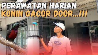 Download lagu Perawatan Harian Konin Simple Dan Cepet Gacor Abangkuu❗❗❗ mp3 Download lagu Perawatan Harian Konin Simple Dan Cepet Gacor Abangkuu❗❗❗ mp3