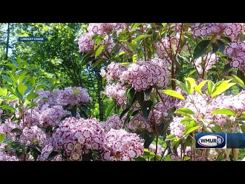 Grow it Green: How to grow mountain laurel