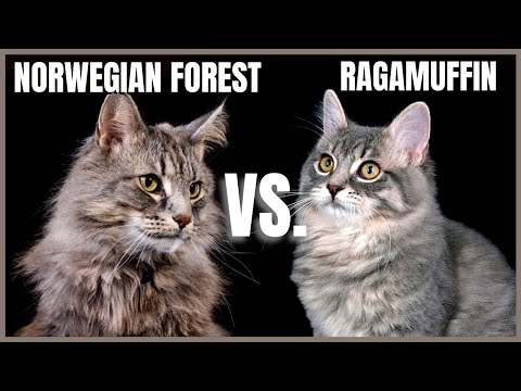 Norwegian Forest Cat VS. Ragamuffin Cat