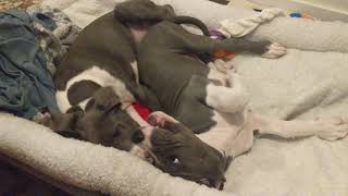 baby Great Danes getting sleepy, but still biting each other's face off