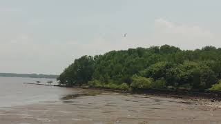 Download lagu ASMR Hutan Mangrove yang Damai • Suara Alam yang Menenangkan & Nyanyian Burung Tropis 🌿🌊 mp3