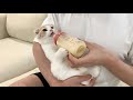 哺乳瓶にミルクを入れてあげたら甘えんぼ子猫がこうなっちゃいました…笑