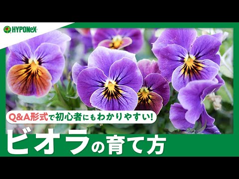 プランターにパンジーを植える