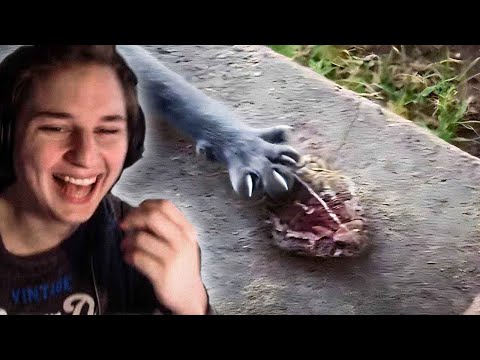 'UNUSUAL MEMES COMPILATION V239' - Pandore Reacts