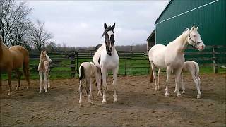 First 3 foals of 2018
