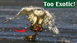 Download lagu Birds of Russia – 15 Weird Species You Won’t Believe Exist (Too Bizarre to Be Real!) mp3