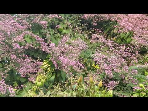 Congea tomentosa a beautiful blanket of pink flowering vine
