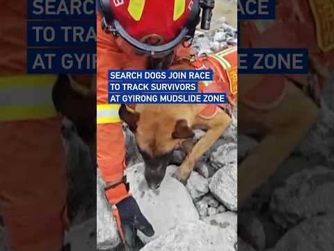 Search dogs join race to track survivors at Gyirong mudslide zone
