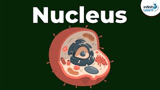 Nucleus | Cell | Don