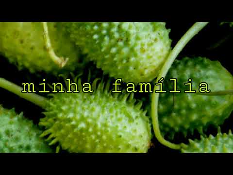 Veja a história do Tijuca