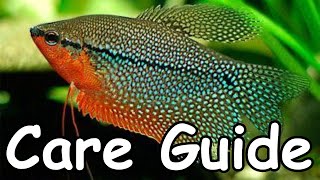 Pearl Gourami Care Guide
