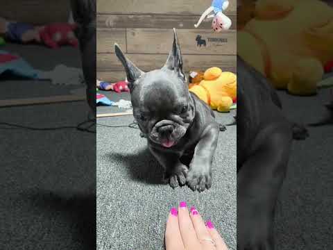 Video 6