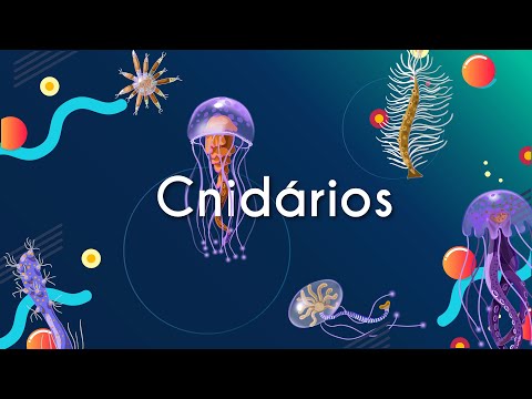 Cnidarians - Brazil School