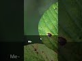 FUNGSI KALIUM BAGI TANAMAN