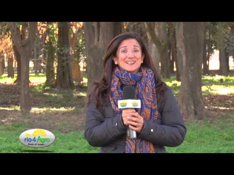 PROGRAMA RIO 4 AGRO 23 07 2015 CANAL RURAL