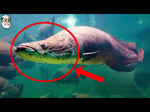 Les 10 Poissons Les Plus Dangereux D'Amazonie