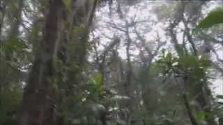 preview picture of video 'Reserva Bosque Nuboso Santa Elena (Monteverde, Costa Rica)'