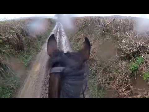 Woah Shamrock! Unedited.