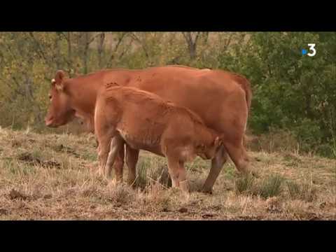 Pénurie de fourrage en Limousin