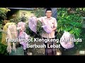 Cara Agar Klengkeng Matalada Rajin Berbuah Dalam Pot