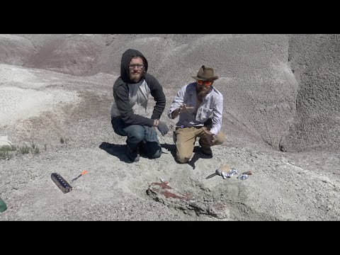 Chasing History: Triassic Fossils!