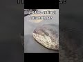 Biggest Anacondas Caught On Camera Shorts