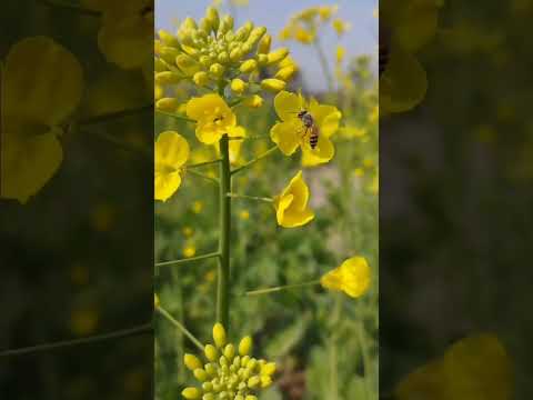 , title : 'honey bee 🐝 collecting honey.....#honeybee #honey #mustard #flowers #beautiful #newcontent #viral'