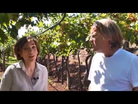 JAMESSUCKLING.COM - Soave - Suavia - Soave Classico's Vineyards