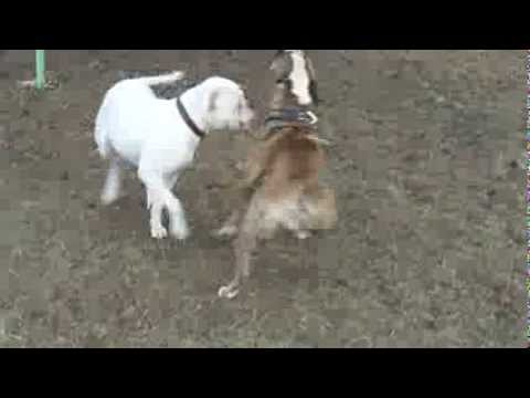 HTK's Pistol Packin' Piper of PTB and Sauga-City's ABRA JR CH China White of PTB